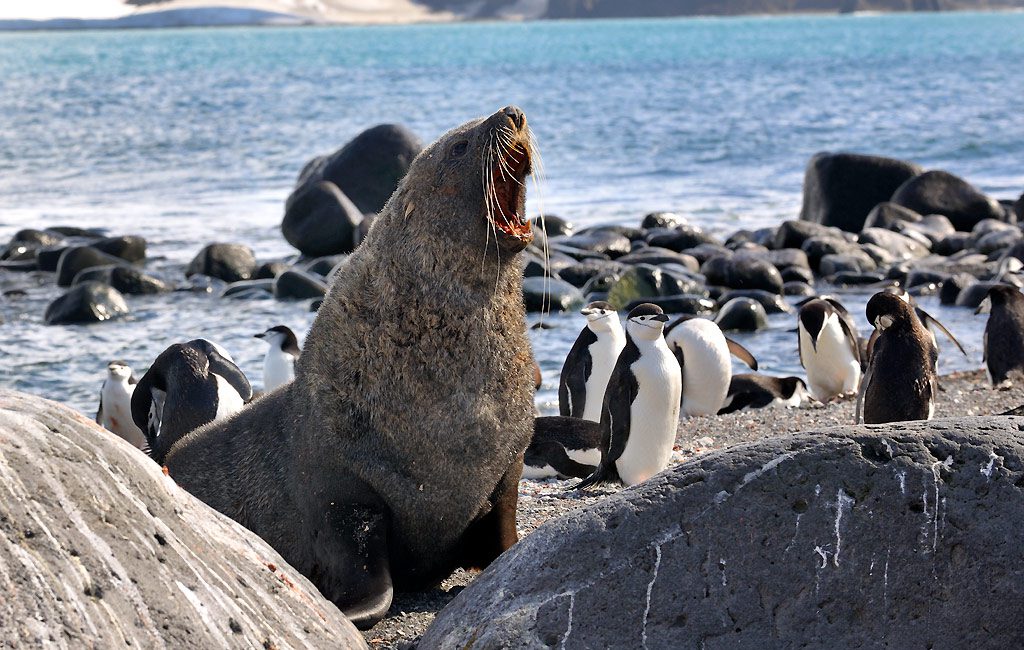 Chinstrap Penguins and Antarctic Fur Seal