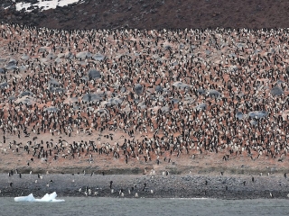 Paulet Island