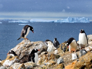 Antarctic Peninsula, Brown Bluff