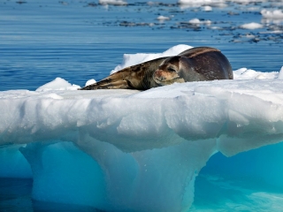 Antarctic Peninsula, Chierva Cove
