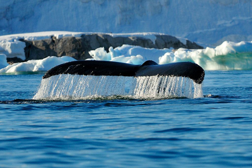 Humpback Whale, Portal Point / Cuverville Island