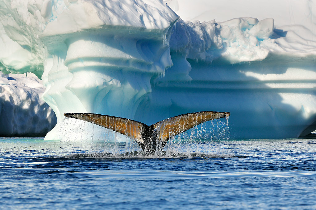Humpback Whale, Portal Point / Cuverville Island