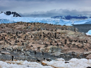 Antarctic Peninsula, Orne Harbour