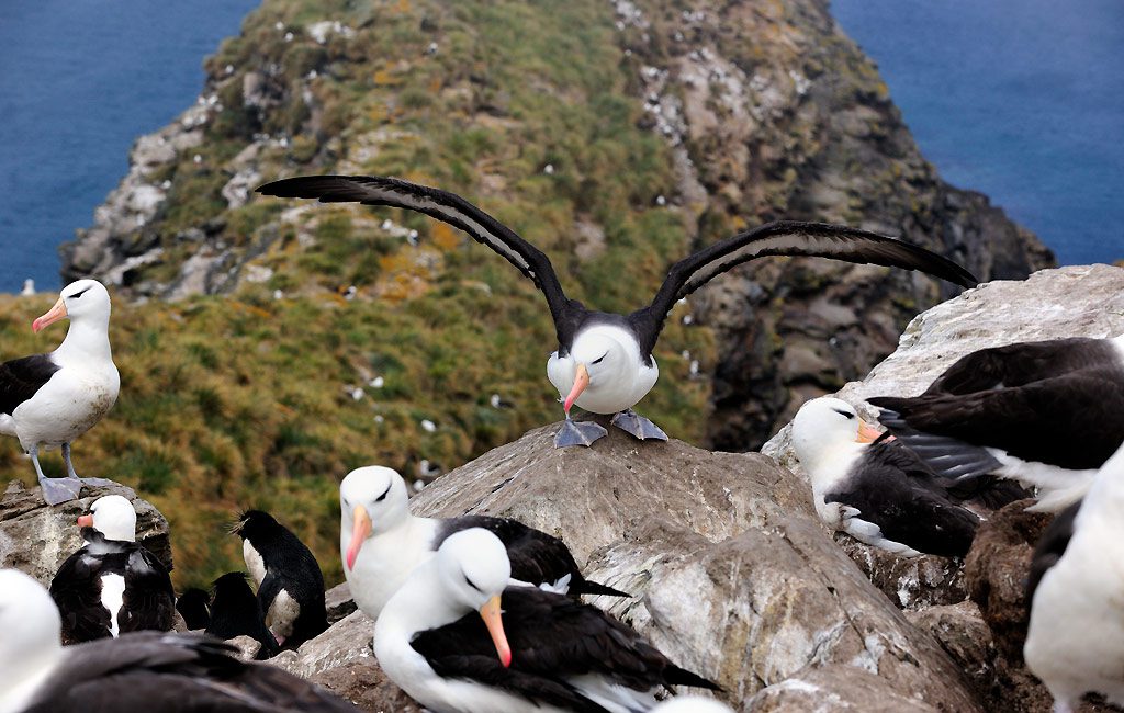 Schwarzbrauenalbatross, Black-browed albatross, Falkland Island