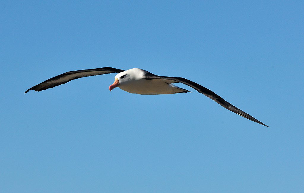 Schwarzbrauenalbatross, Black-browed albatross, Falkland Island