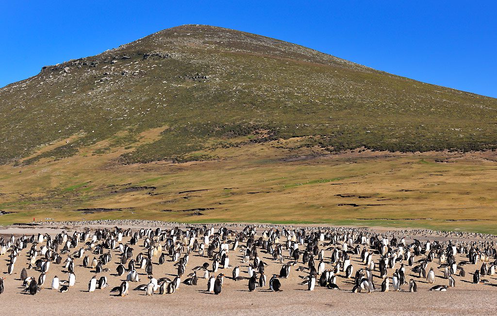 Falkland, Saunders Island, the Neck