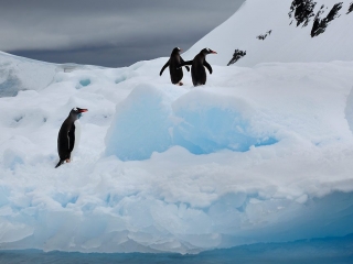 Antarctic Peninsula, Paradise Harbour