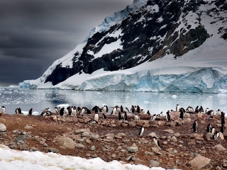 Antarctic Peninsula, Neko Harbour