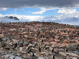 Antarctic Peninsula, Cuverville Island
