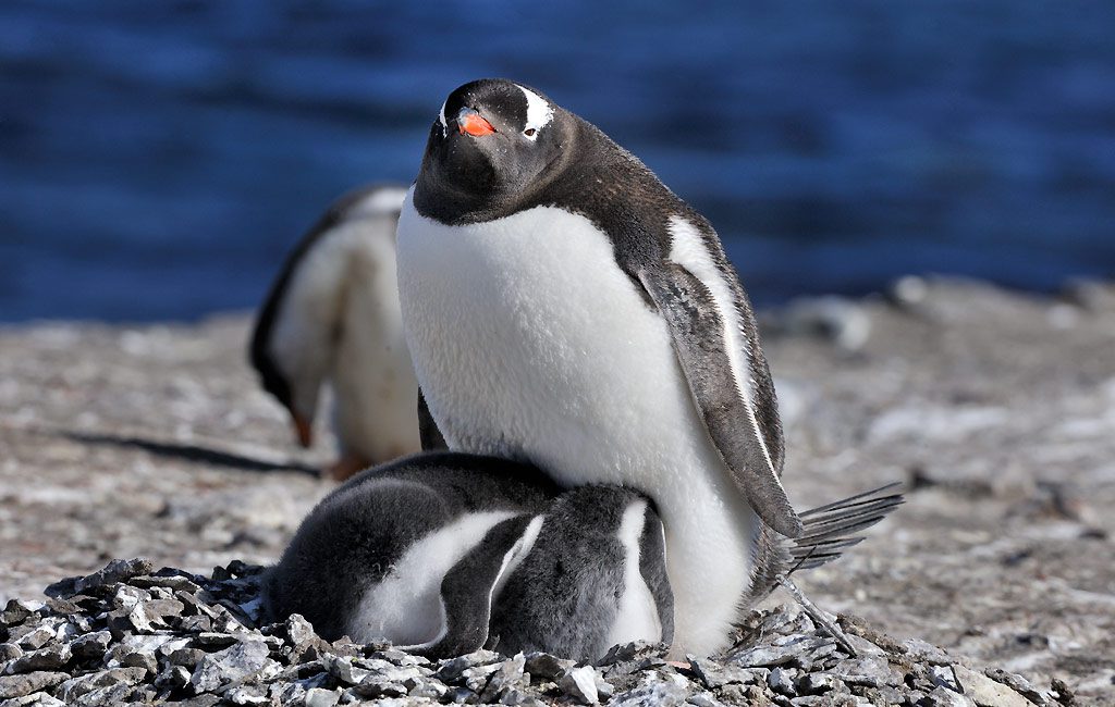 Eselspinguin, Aitcho Island